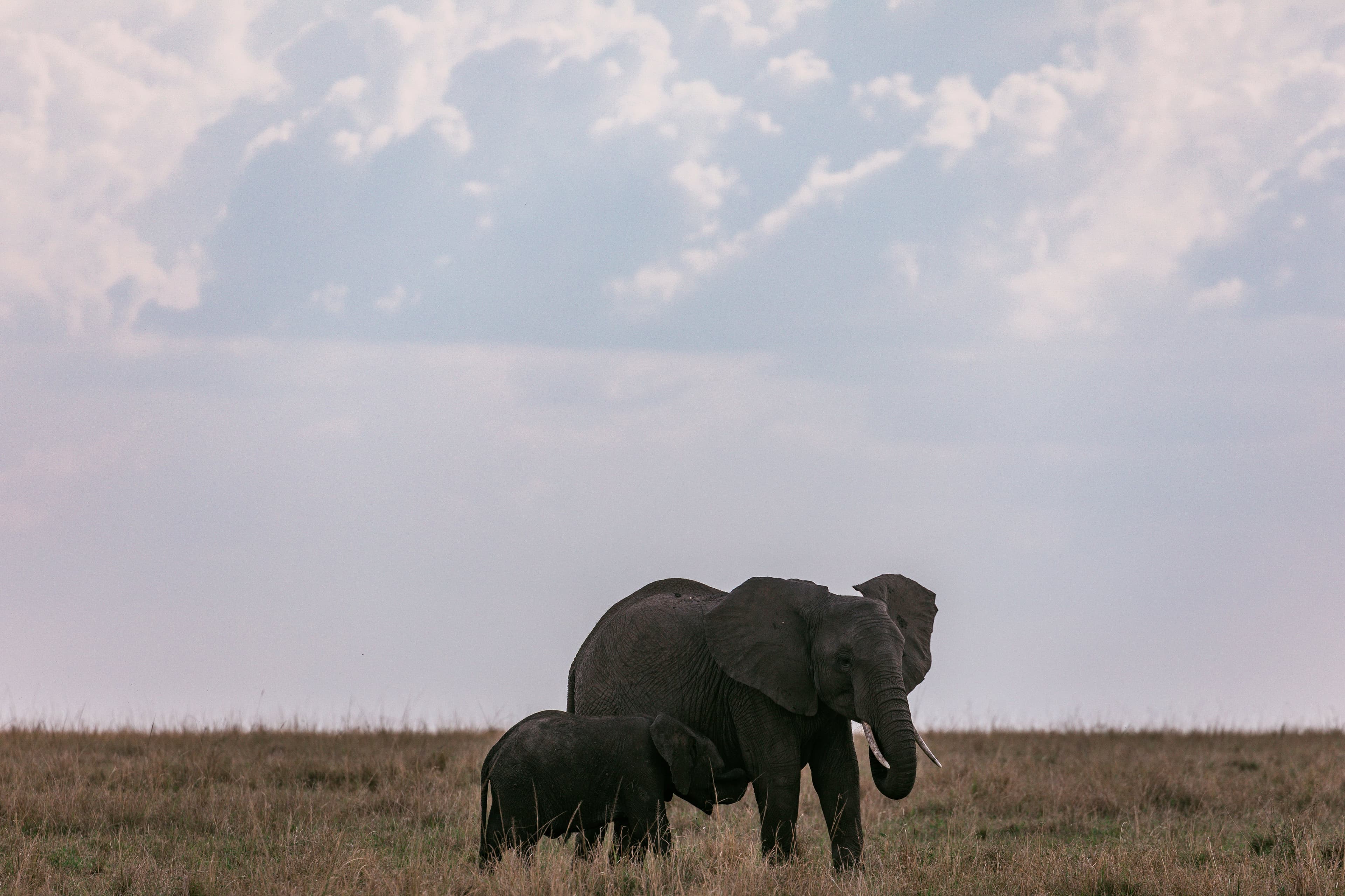 Mama Africa: A Symphony of Grace and Wonders